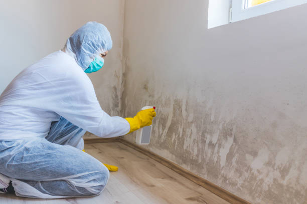 Licensed Commercial Mold Remediation service in Saugus, MA - WQB Mold Removal